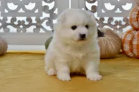 Vance, a male American Eskimo for sale in Anderson, MO – 7 of 8