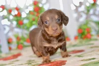 Luna, a female Miniature Dachshund for sale in Anderson, MO – 5 of 8