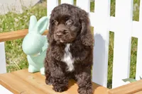 Scarlett, a female Cockapoo for sale in Anderson, MO – Photo 4 of 8