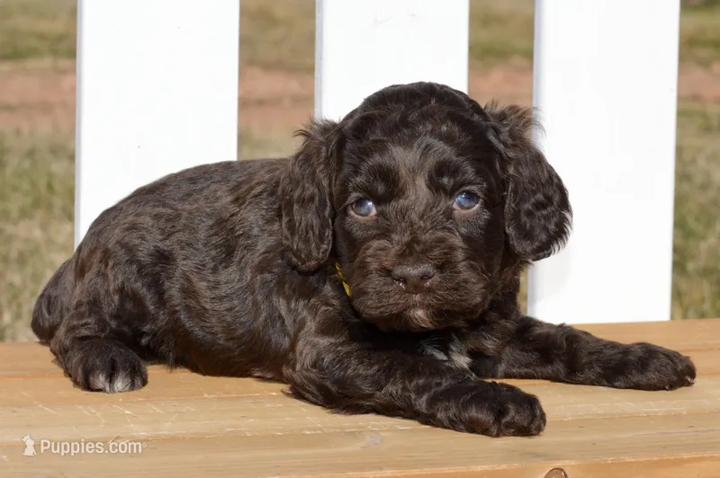 Scarlett, a female Cockapoo for sale in Anderson, MO – Photo 1 of 8