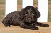 Scarlett, a female Cockapoo for sale in Anderson, MO – Photo 1 of 8