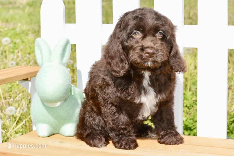 Scarlett – Cockapoo puppy for sale in Anderson, MO
