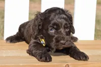 Scarlett, a female Cockapoo for sale in Anderson, MO – Photo 8 of 8