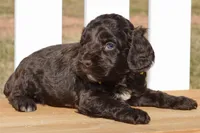Scarlett, a female Cockapoo for sale in Anderson, MO – Photo 4 of 8