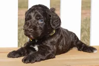 Scarlett, a female Cockapoo for sale in Anderson, MO – Photo 3 of 8