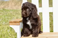 Scarlett, a female Cockapoo for sale in Anderson, MO – Photo 8 of 8