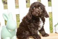 Scarlett, a female Cockapoo for sale in Anderson, MO – Photo 6 of 8