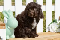 Scarlett, a female Cockapoo for sale in Anderson, MO – Photo 2 of 8