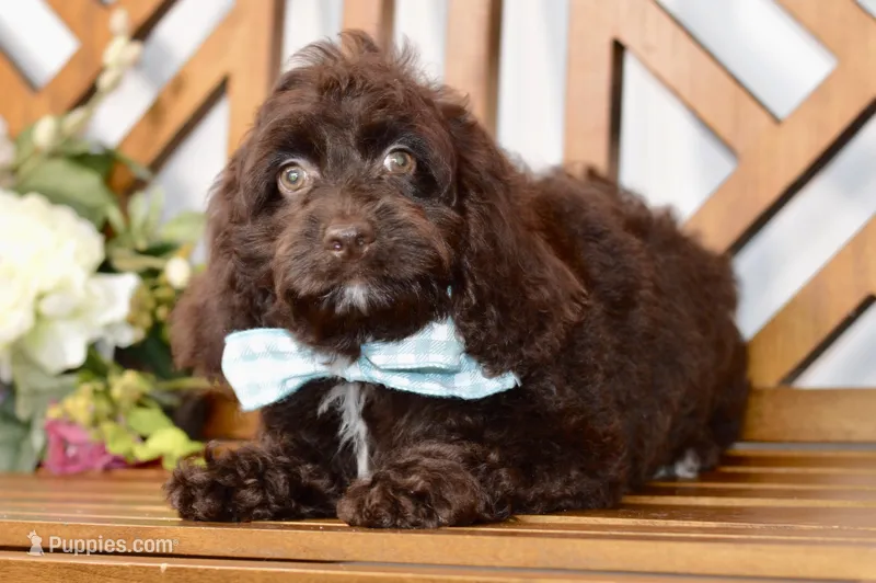 Scarlett – Cockapoo puppy for sale in Anderson, MO