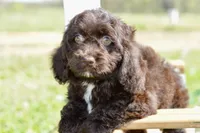 Scarlett, a female Cockapoo for sale in Anderson, MO – Photo 7 of 8