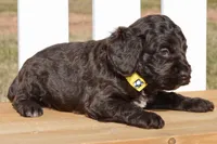 Scarlett, a female Cockapoo for sale in Anderson, MO – Photo 7 of 8