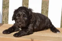 Scarlett, a female Cockapoo for sale in Anderson, MO – Photo 2 of 8