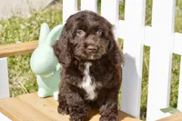 Scarlett, a female Cockapoo for sale in Anderson, MO – Photo 3 of 8