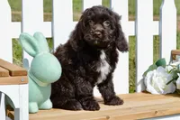 Scarlett, a female Cockapoo for sale in Anderson, MO – Photo 5 of 8