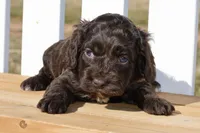 Scarlett, a female Cockapoo for sale in Anderson, MO – Photo 5 of 8