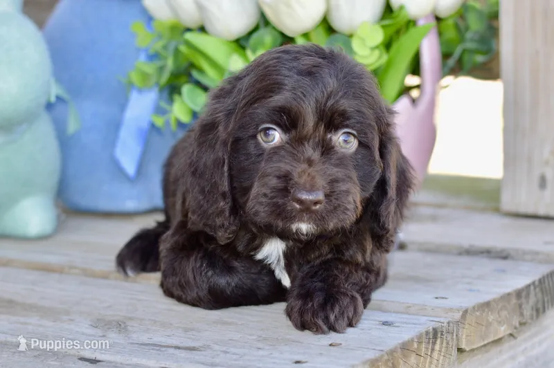 Scarlett – Cockapoo puppy for sale in Anderson, MO
