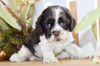 Robyn, a female Cocker Spaniel for sale in Anderson, MO – 6 of 8