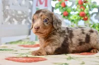 Lilla, a female Miniature Dachshund for sale in Anderson, MO – 5 of 8