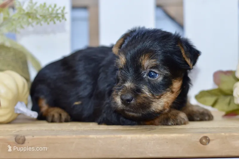 Everest – Silky Terrier puppy for sale in Anderson, MO