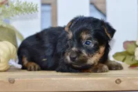 Everest, a male Silky Terrier for sale in Anderson, MO – 1 of 8