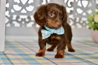 Nellie, a female Miniature Dachshund for sale in Anderson, MO – 7 of 8