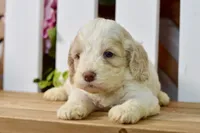 Cora, a female Cockapoo for sale in Anderson, MO – 8 of 8