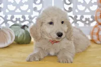Jay, a male Miniature Goldendoodle for sale in Anderson, MO – 3 of 8