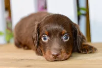 Drew, a male Miniature Dachshund for sale in Anderson, MO – 6 of 8