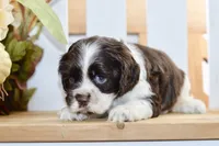 Robyn, a female Cocker Spaniel for sale in Anderson, MO – 8 of 8