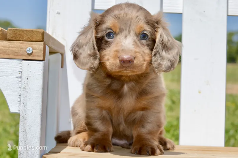 Otto – Miniature Dachshund puppy for sale in Anderson, MO
