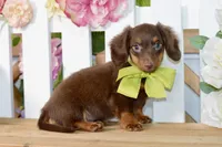 Nash, a female Miniature Dachshund for sale in Anderson, MO – 6 of 8