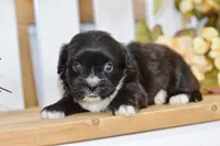 Pearl, a female Shihpoo for sale in Anderson, MO – 8 of 8