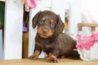 Hendrix, a male Dachshund for sale in Anderson, MO – 6 of 8