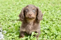 Osborn, a male Miniature Dachshund for sale in Anderson, MO – 6 of 8