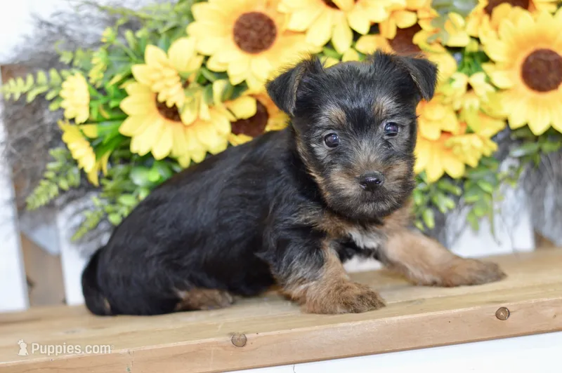 Felix – Silky Terrier puppy for sale in Anderson, MO