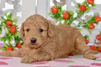 Jayce, a male Miniature Goldendoodle for sale in Anderson, MO – 2 of 8
