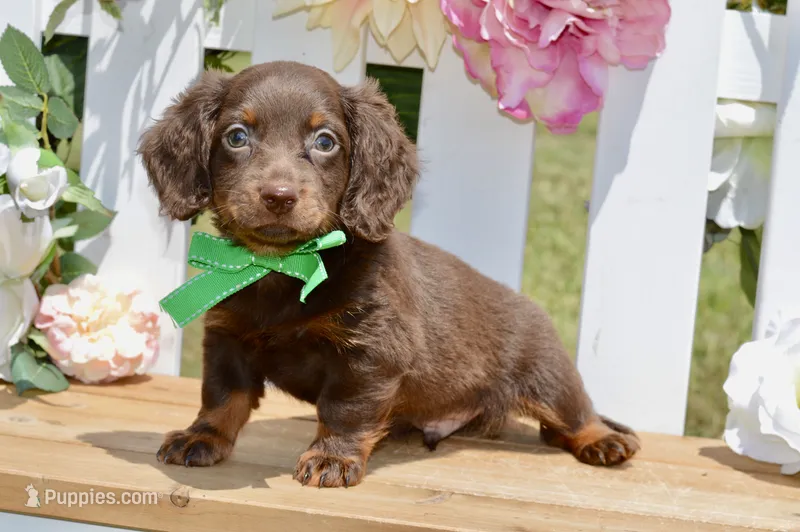 Drew – Miniature Dachshund puppy for sale in Anderson, MO