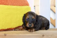 Gabby, a female Dachshund for sale in Anderson, MO – 6 of 8