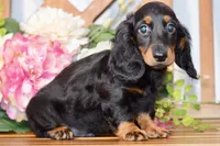 Able, a male Miniature Dachshund for sale in Anderson, MO – 3 of 8