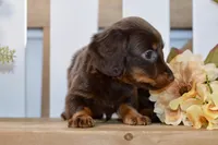 Crosby, a male Miniature Dachshund for sale in Anderson, MO – 2 of 6