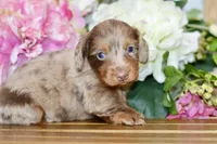 Otto, a male Miniature Dachshund for sale in Anderson, MO – Photo 8 of 8