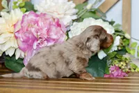 Otto, a male Miniature Dachshund for sale in Anderson, MO – Photo 7 of 8