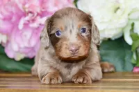 Otto, a male Miniature Dachshund for sale in Anderson, MO – Photo 3 of 8