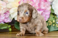 Otto, a male Miniature Dachshund for sale in Anderson, MO – Photo 4 of 8