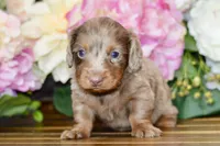 Otto, a male Miniature Dachshund for sale in Anderson, MO – Photo 5 of 8