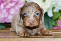 Otto, a male Miniature Dachshund for sale in Anderson, MO – Photo 2 of 8