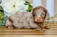 Otto, a male Miniature Dachshund for sale in Anderson, MO – Photo 6 of 8