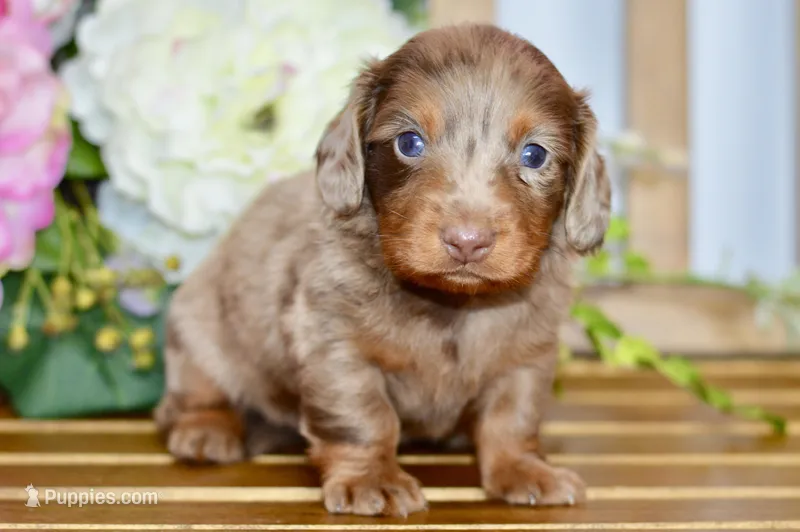 Otto – Miniature Dachshund puppy for sale in Anderson, MO