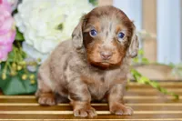 Otto, a male Miniature Dachshund for sale in Anderson, MO – Photo 1 of 8