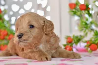 Jake, a male Miniature Goldendoodle for sale in Anderson, MO – 2 of 8